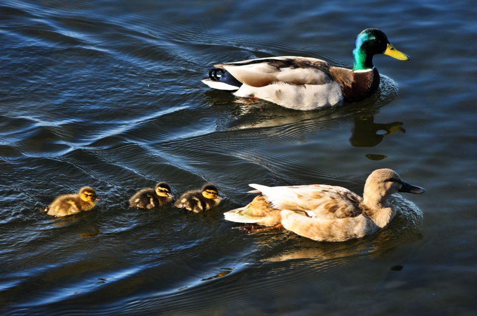 baby ducks, ducks, kirkland, lake