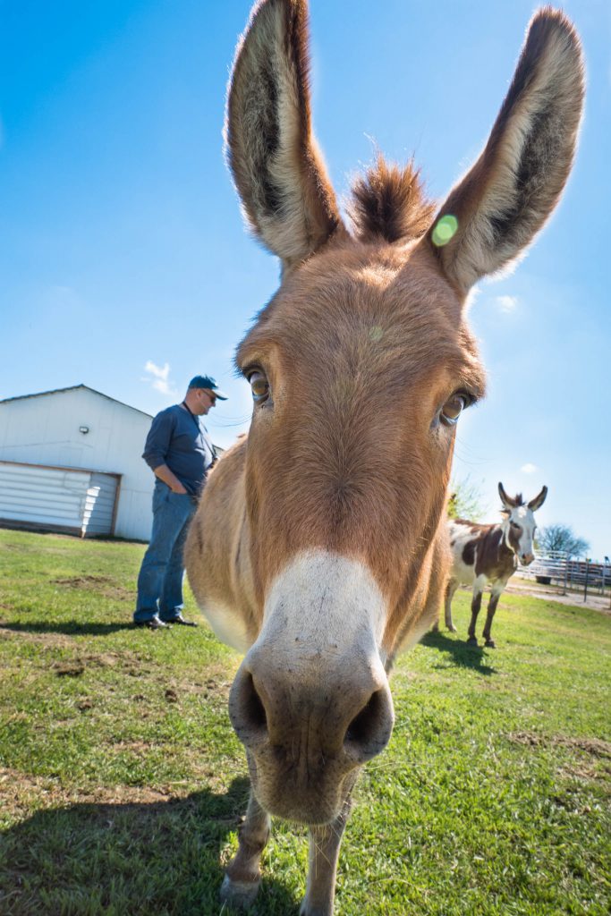 Becky's Horse Rescue, Bubbles, Frisco, Texas, barn, chicken, donkey, farm, horse, horses, ranch, rescue