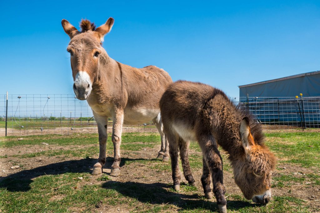 Becky's Horse Rescue, Bubbles, Frisco, Texas, barn, chicken, donkey, farm, horse, horses, ranch, rescue
