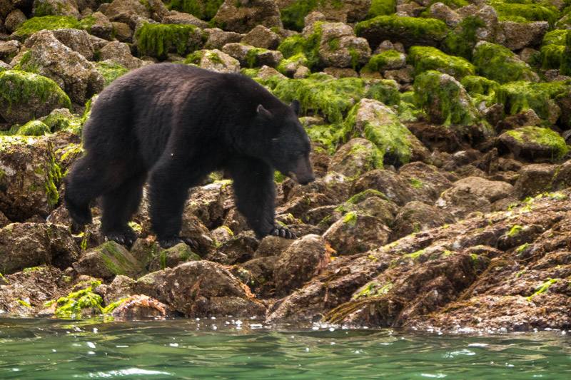 Tofino nature bears Vancouver Island BC