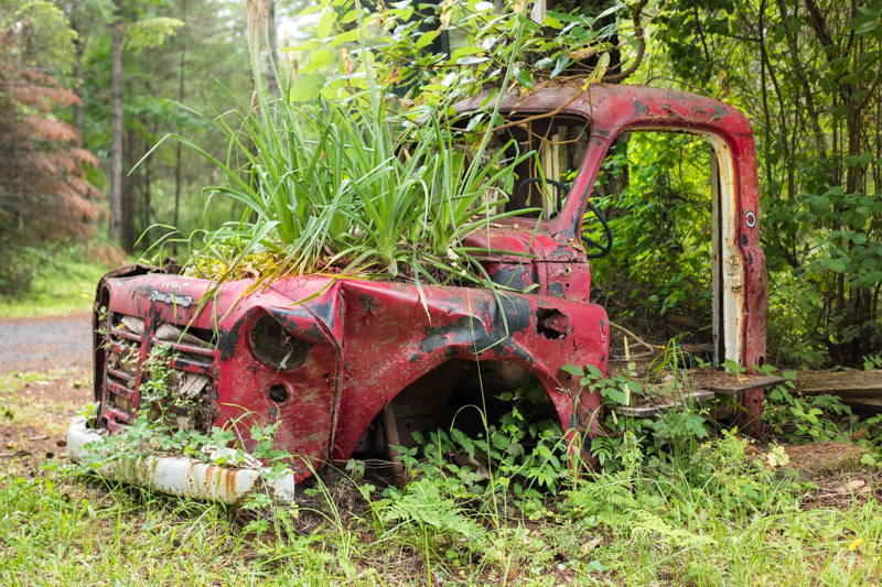 nature reclaiming old red truck