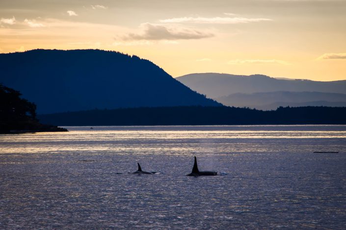 Orca whales, Orcas Island, San Juan Islands, Washington