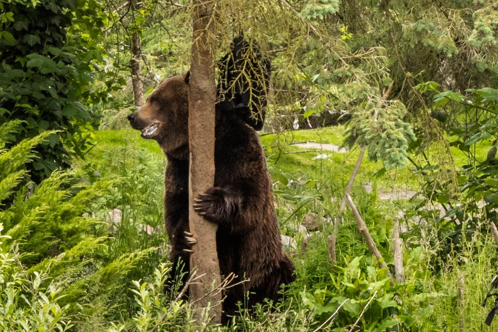 bear, grizzly bear, woodland park zoo