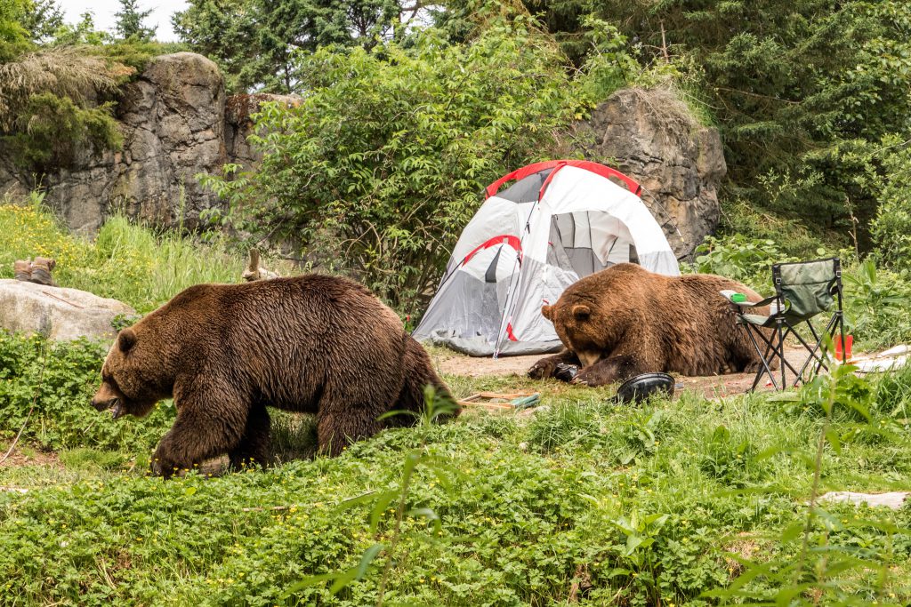 bear, grizzly bear, woodland park zoo