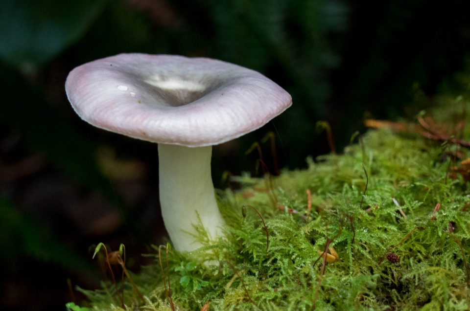 fungi, fungus, mushroom, mushrooms, vancouver island