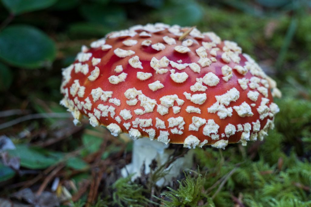fungi, fungus, mushroom, mushrooms, vancouver island