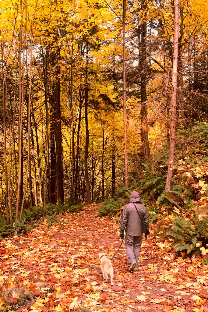 Seattle, fall, leaves, llandover woods, park, parks