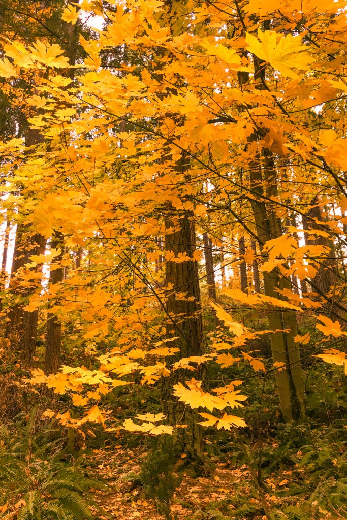 Seattle, fall, leaves, llandover woods, park, parks