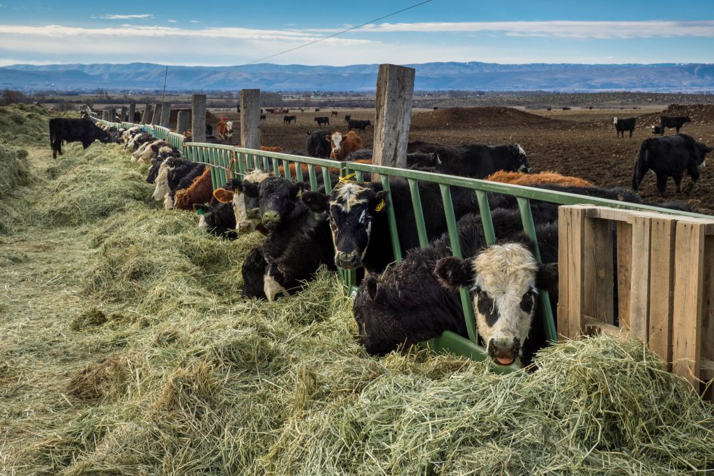 Washington, calves, cows, ellensburg, livestock