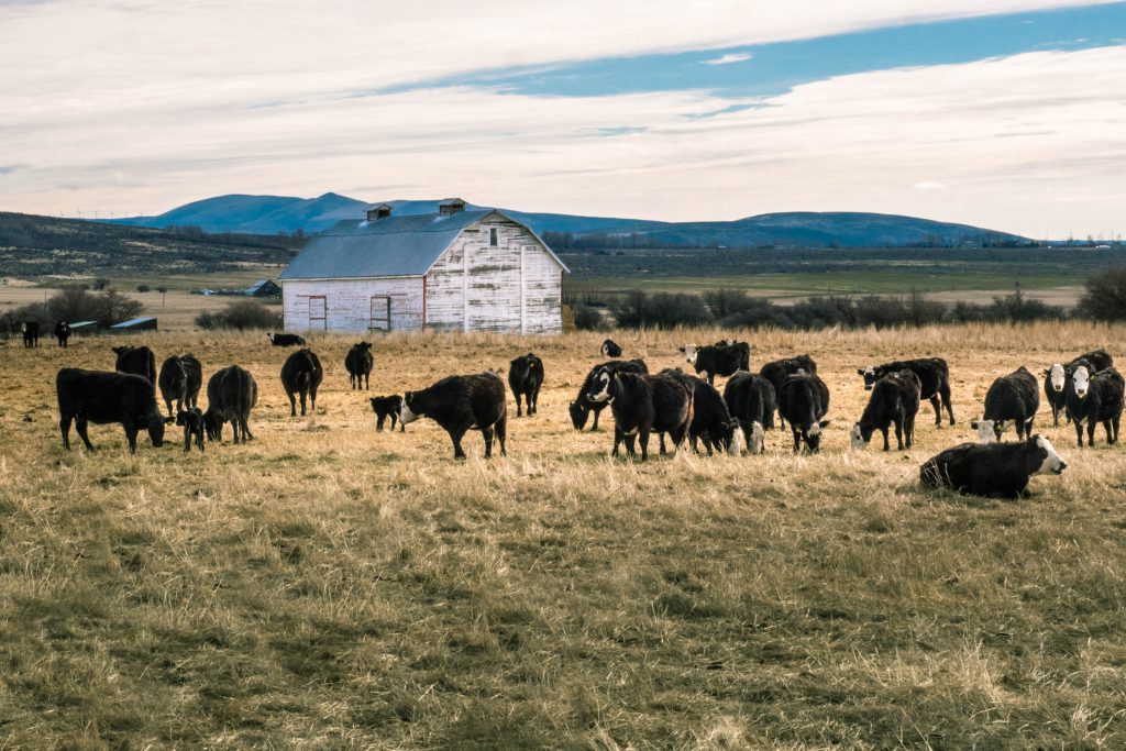 Washington, barn, calves, cows, ellensburg, livestock