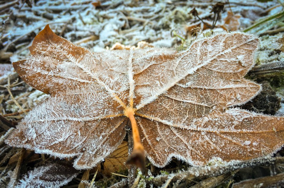 Winter, forest, frost, leaf, leaves
