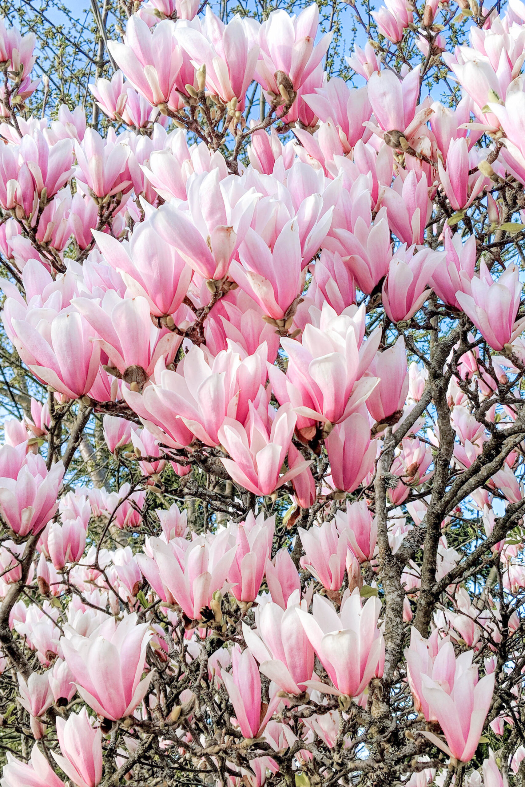 magnolia flowers, spring
