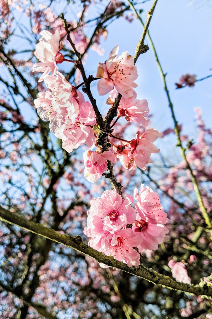 cherry blossoms, spring