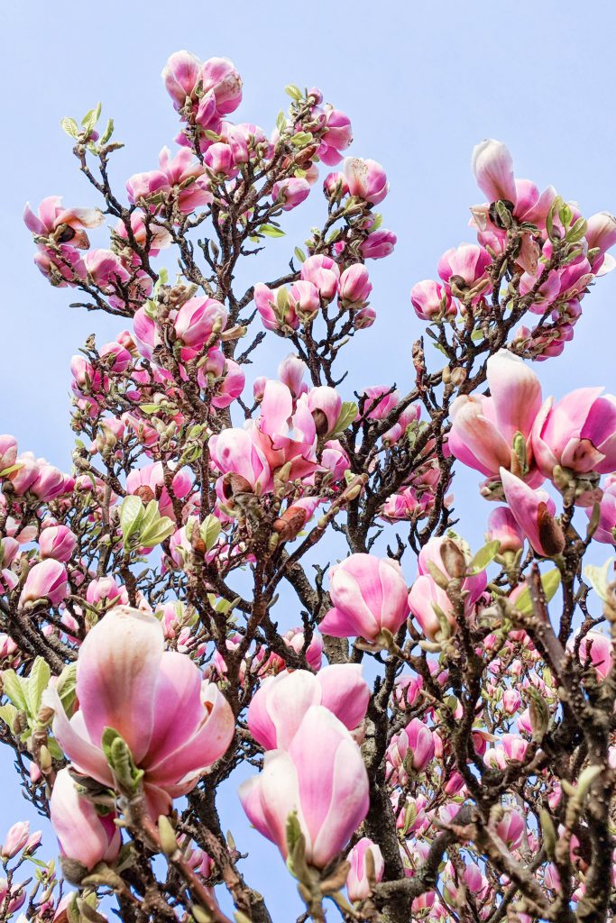 magnolia flowers, spring