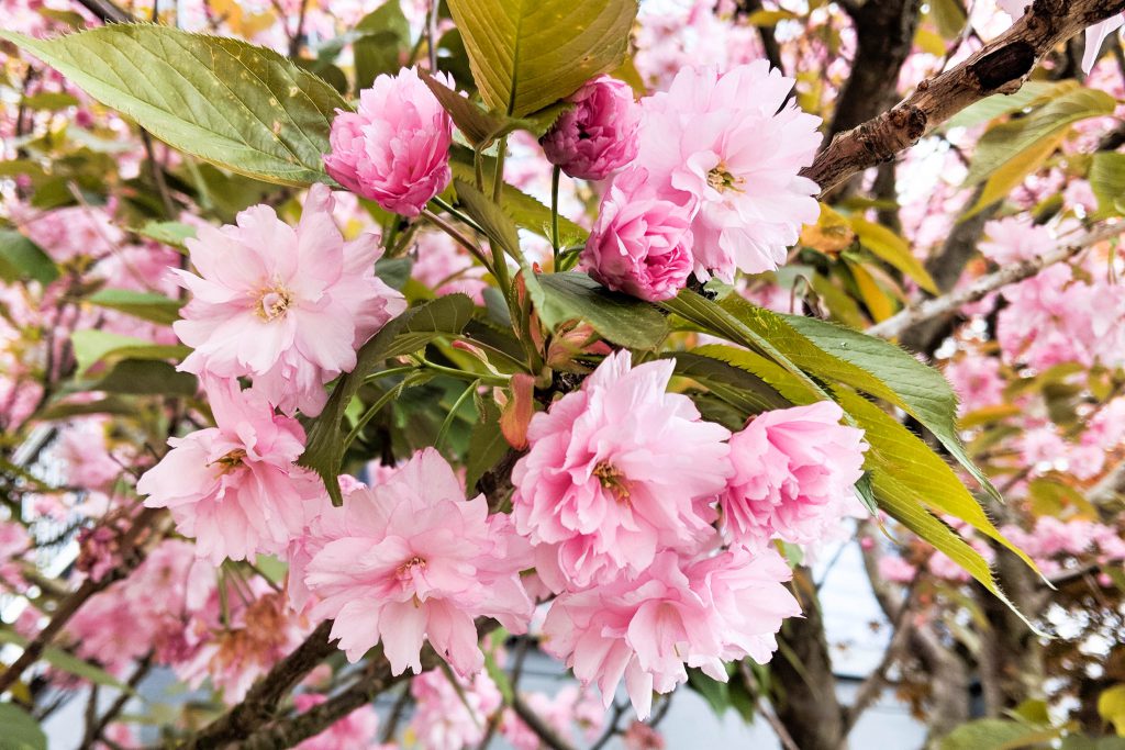 cherry blossom, cherry blossoms, pink blossoms, pink flowers, spring, spring flowers