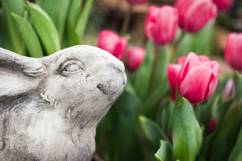bunny, garden bunny, spring, spring flowers, tulips