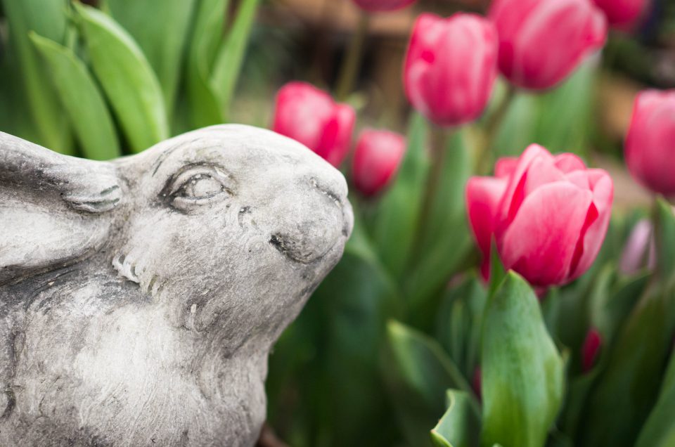 bunny, garden bunny, spring, spring flowers, tulips