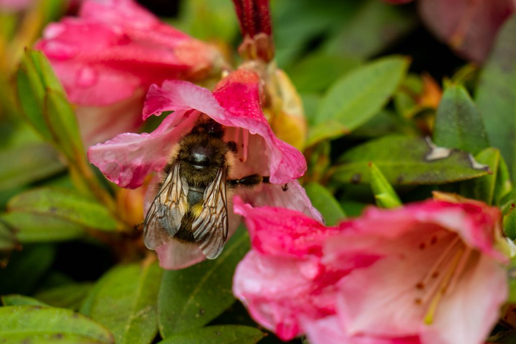 Whidbey Island, bees, bumble bee, flowers, garden, island, meerkerk gardens, rhododendron, rhododendrons, spring