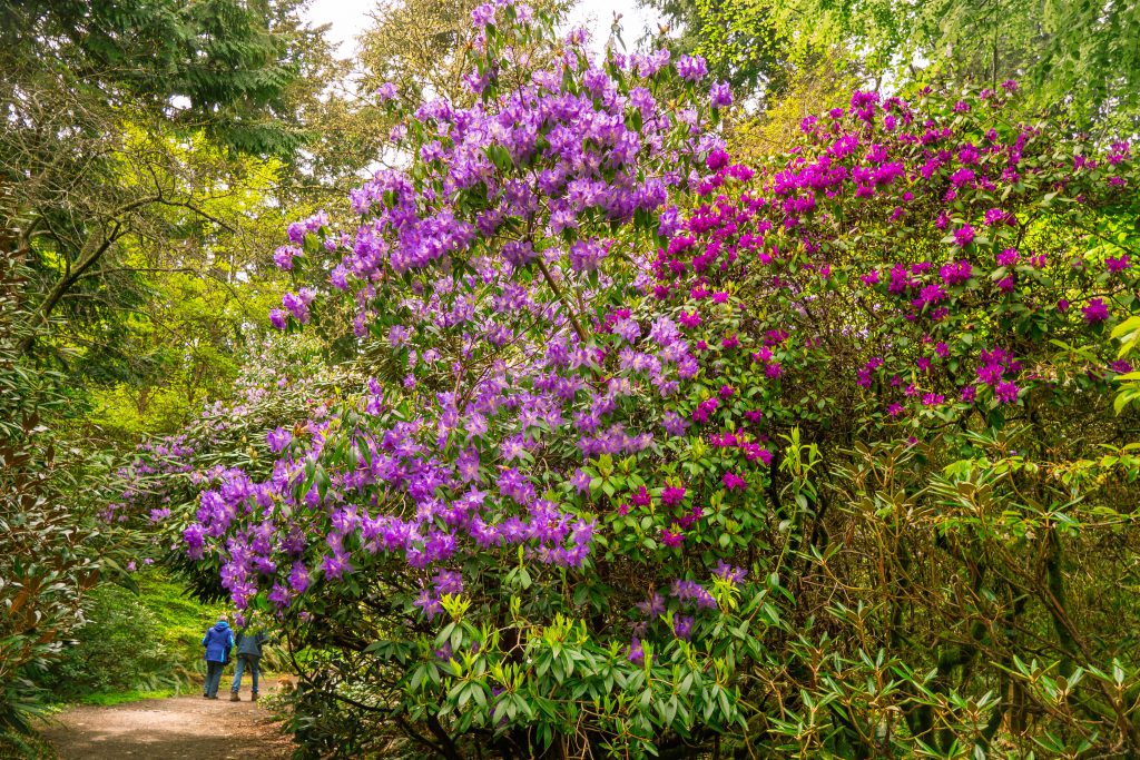 Whidbey Island, flowers, garden, island, meerkerk gardens, rhododendron, rhododendrons, spring