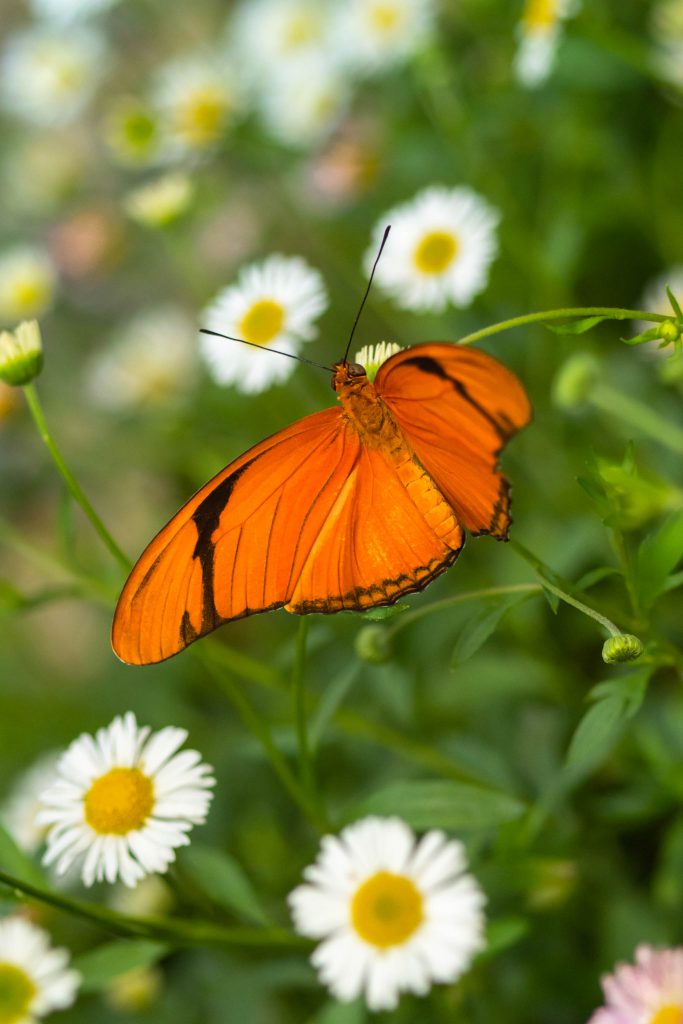 butterflies, butterfly, julia heliconian, molback's butterfly garden, nature, woodland park zoo