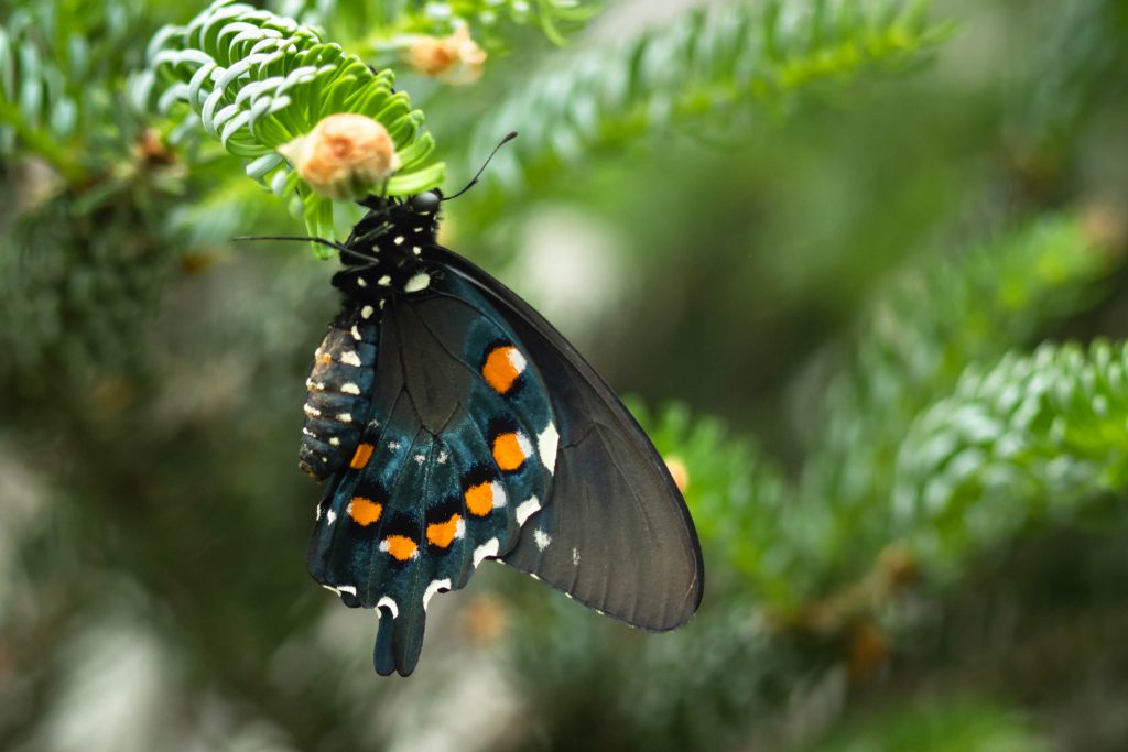 butterflies, butterfly, molback's butterfly garden, nature, pipevine swallowtail, woodland park zoo