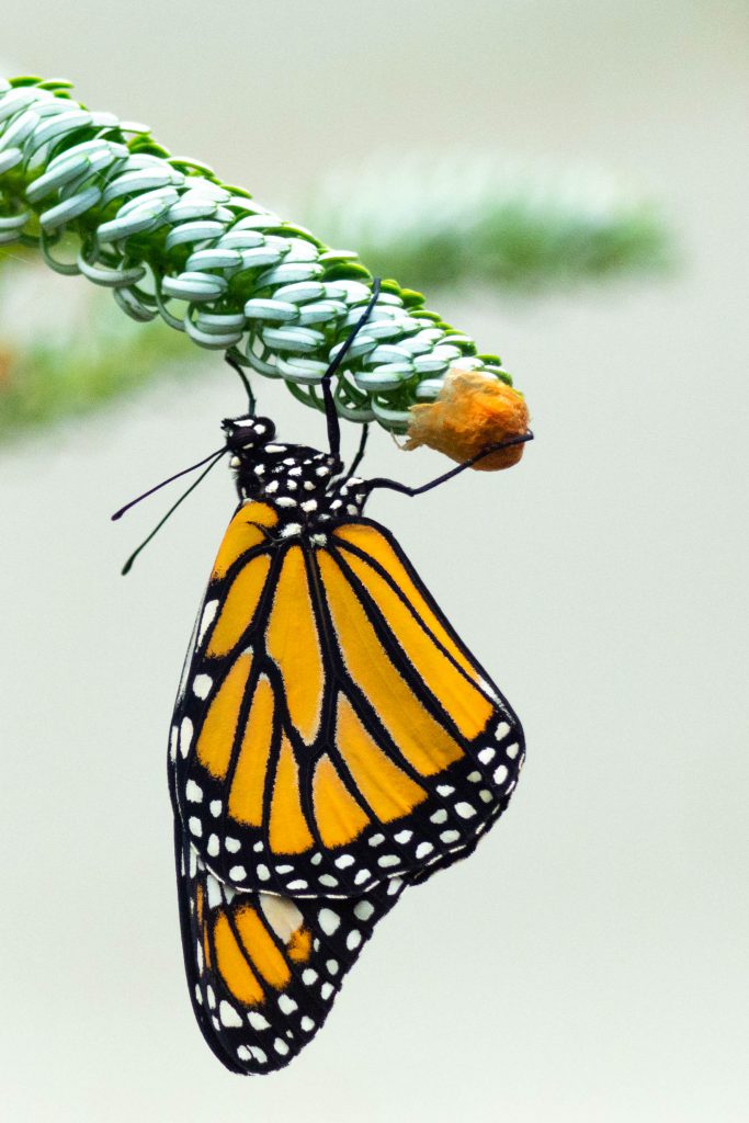 butterflies, butterfly, molback's butterfly garden, monarch, nature, woodland park zoo