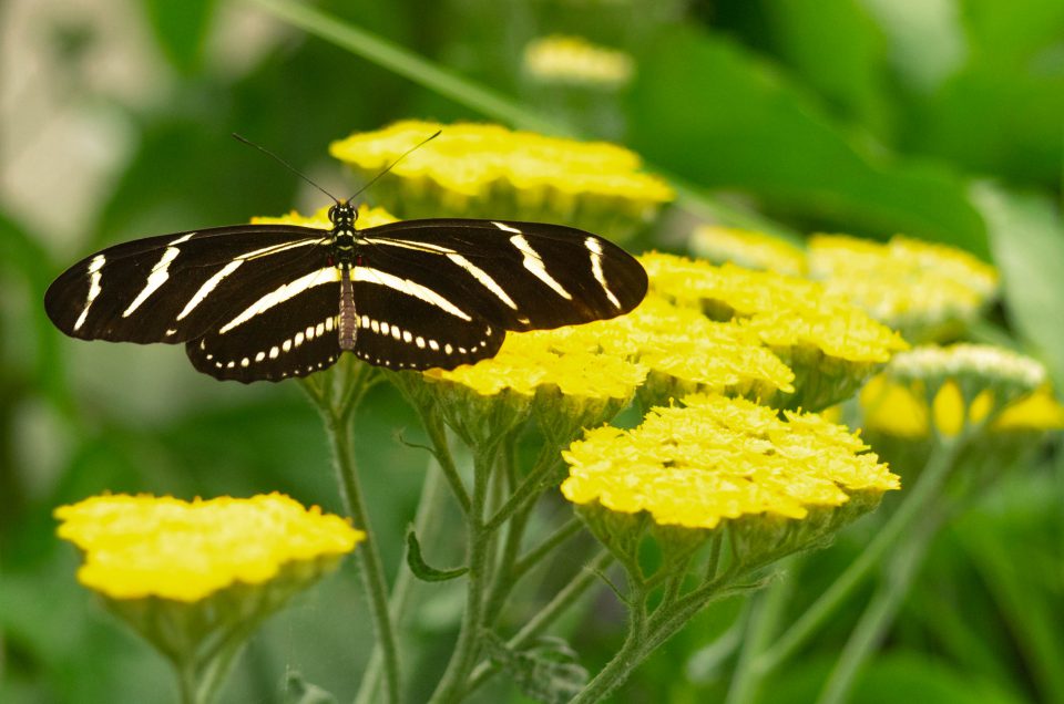 butterflies, butterfly, molback's butterfly garden, nature, woodland park zoo, zebra longwing