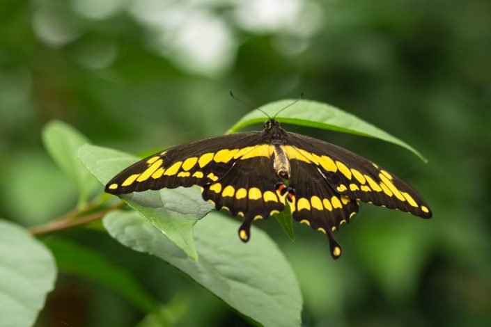 butterflies, butterfly, giant swallowtail, molback's butterfly garden, nature, woodland park zoo