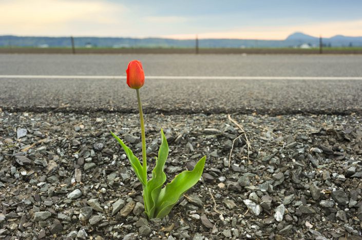 road tulip, roadside flower, tulip, tulip flower, tulips