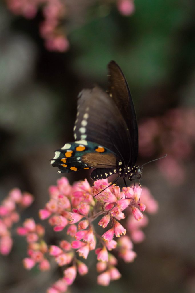 butterflies, butterfly, nature, pipevine swallowtail butterfly, swallowtail