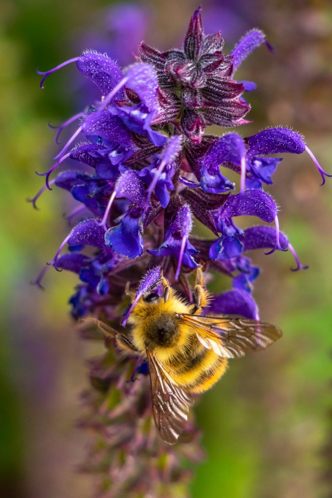 bees, bumble bee, lavender, nature, pollination