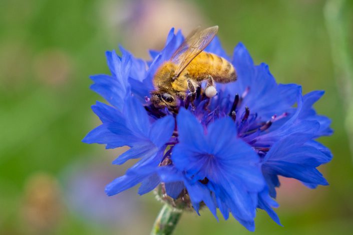 bees, honey bee, nature, pollination