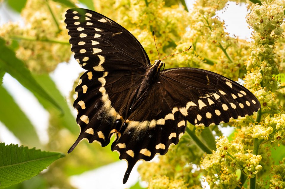 black swallowtail butterfly, butterflies, butterfly, nature