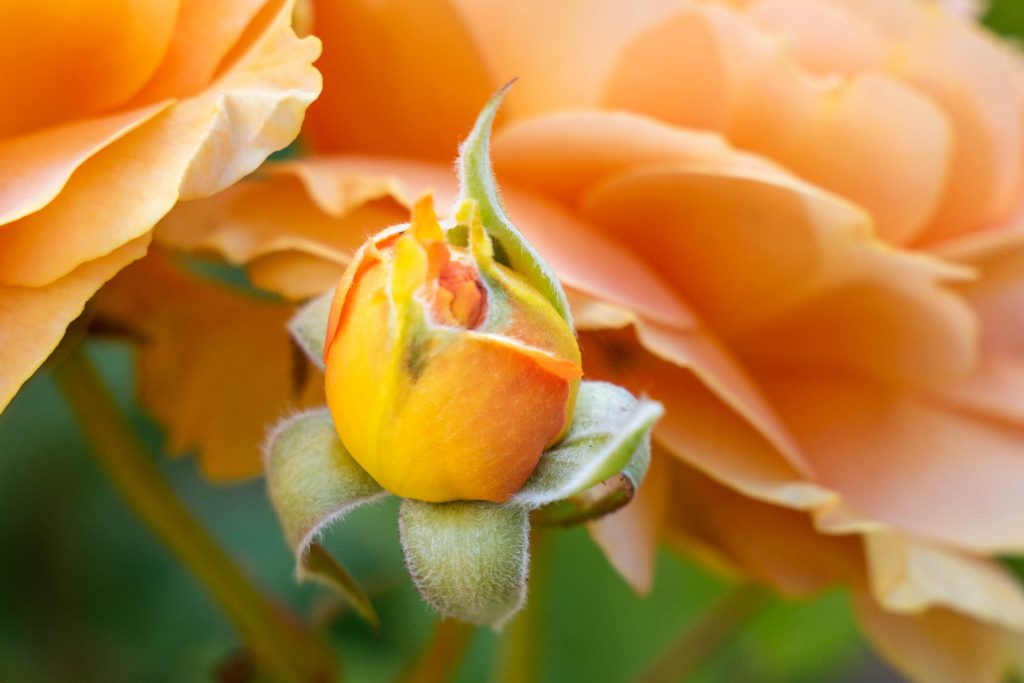 Honey Perfume Floribunda Buds, orange rose, rose, rose garden, roses, seattle rose garden, woodland park rose garden