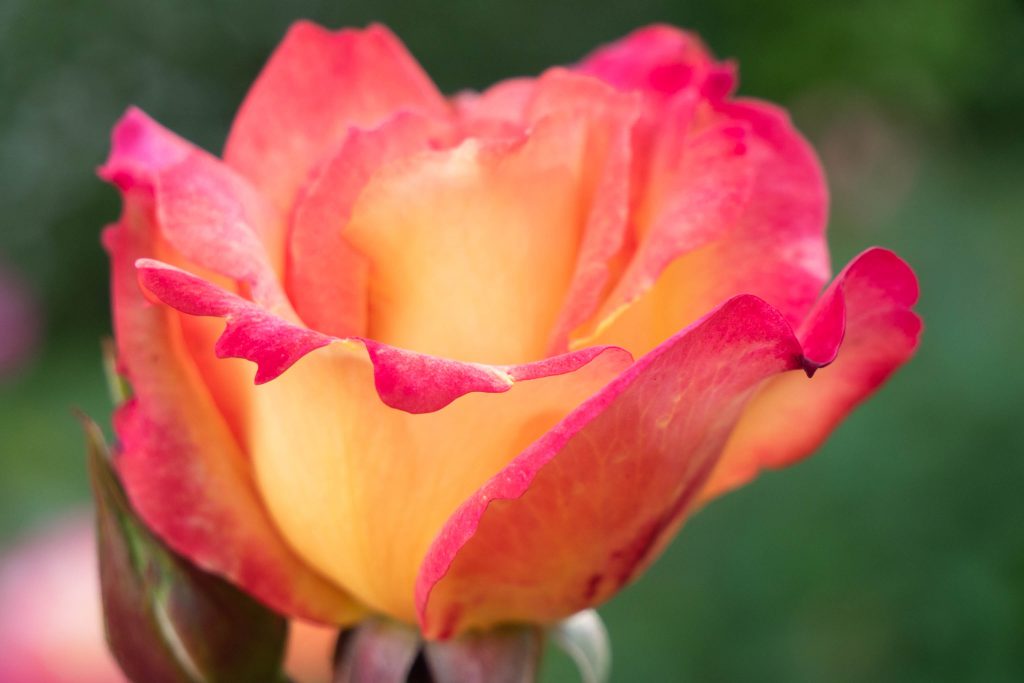 Rainbow Sorbet Floribunda Rose, rose, rose garden, roses, seattle rose garden, woodland park rose garden