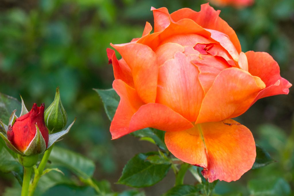 Livin' Easy Floribunda Rose, orange rose, rose, rose garden, roses, seattle rose garden, woodland park rose garden
