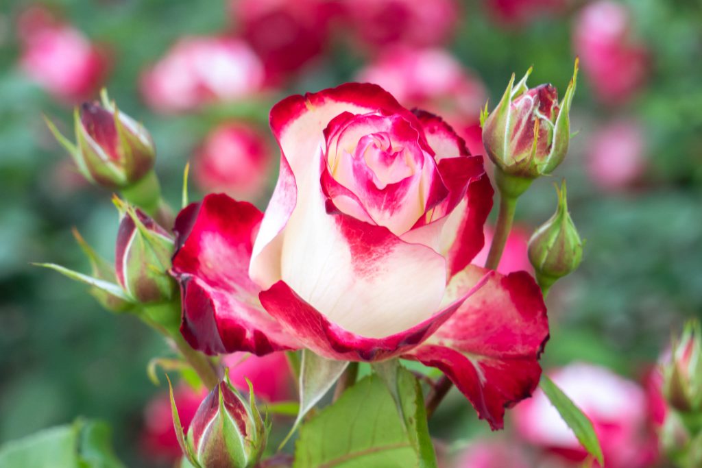 Cherry Parfait Grandiflora Rose, rose, rose garden, roses, seattle rose garden, woodland park rose garden