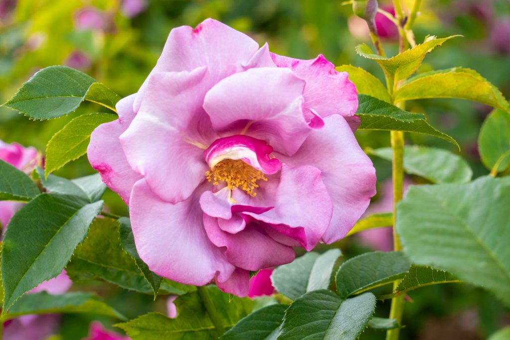 Blueberry Hill Floribunda Rose, rose, rose garden, roses, seattle rose garden, woodland park rose garden