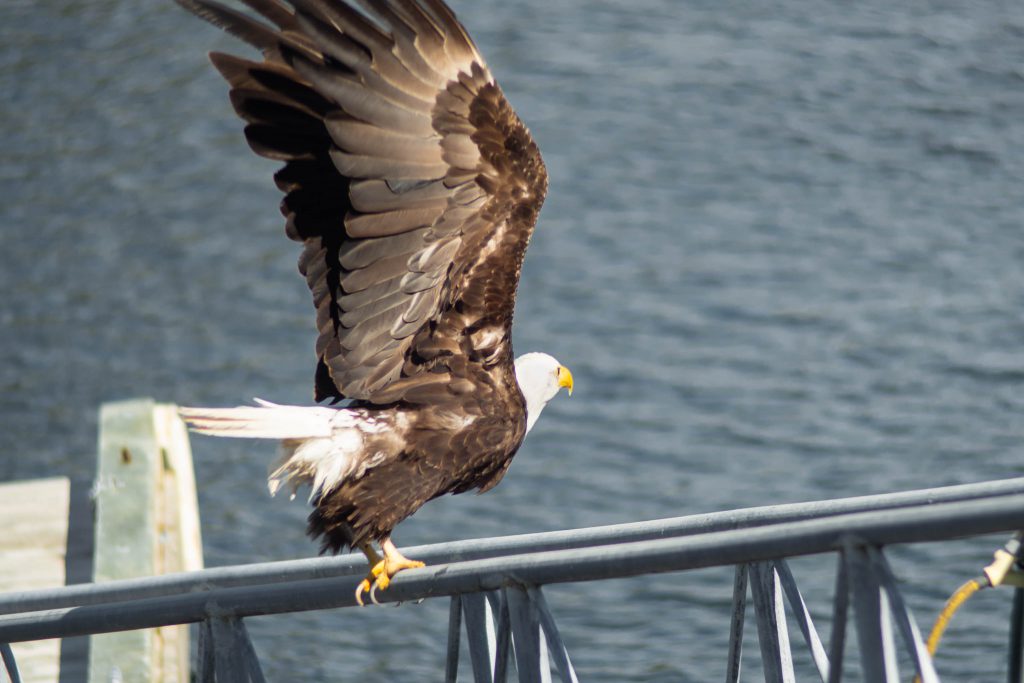 BC, bald eagle, bird, bird on dock, british columbia, eagle, nature, pender island