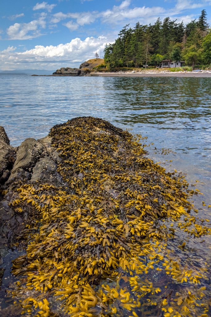 BC, british columbia, island, pender island, sea kelp