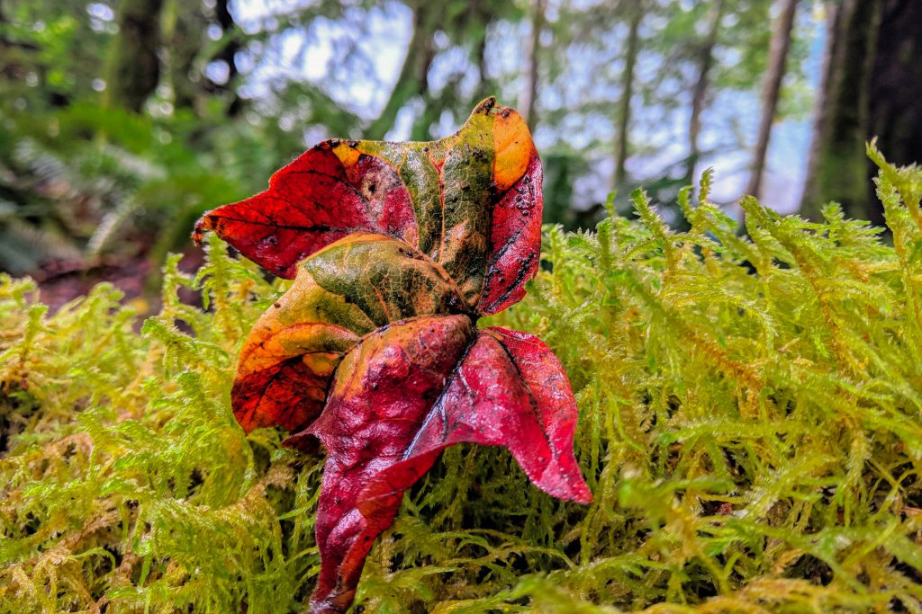 Lake Crescent, Olympic National Park, autumn leaf