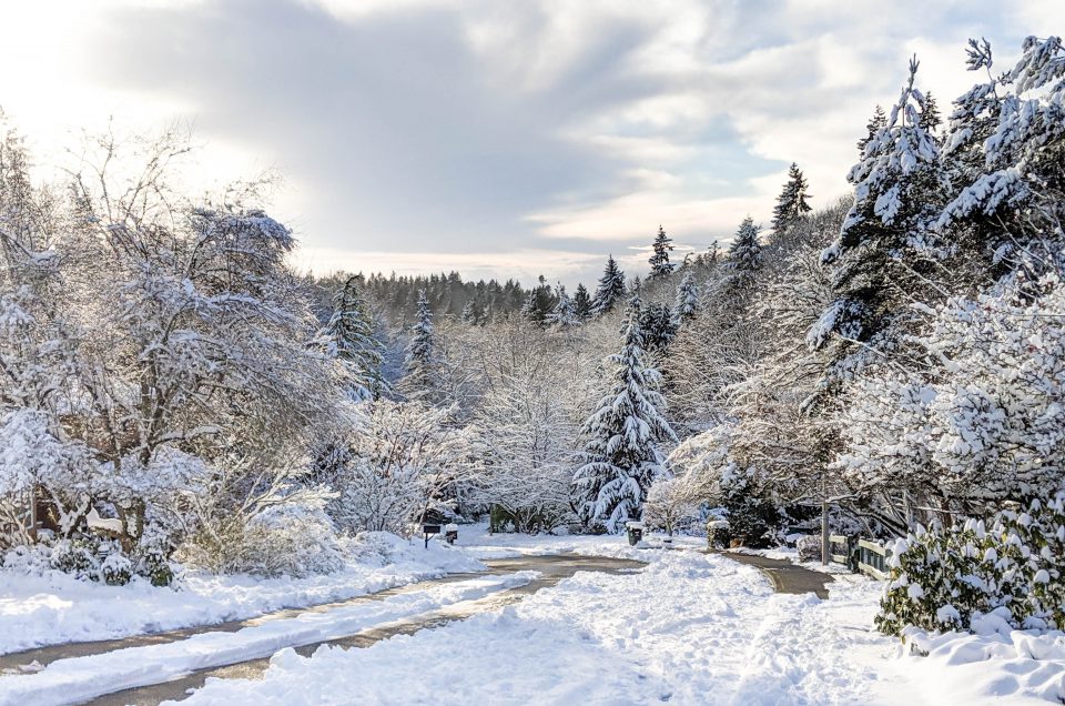 ~ Issue 369: Seattle Snow ~