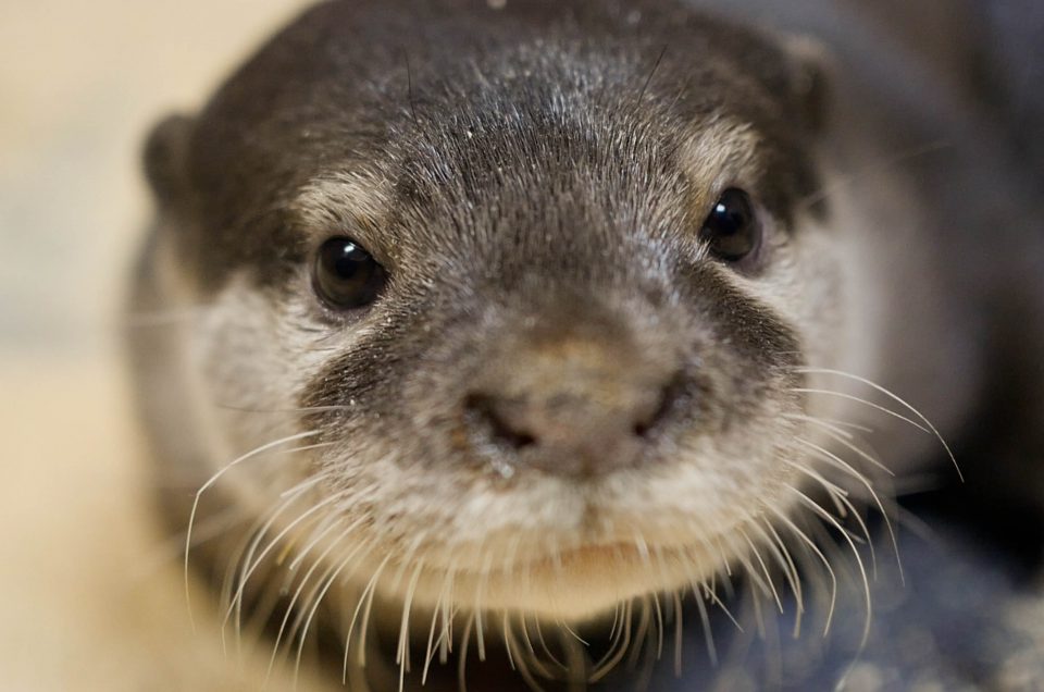 ~ Issue 368: Bubbles the Otter ~