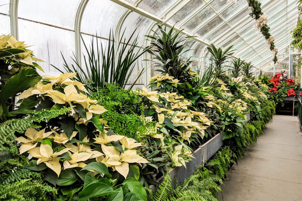 greenhouse, greenhouse plants, seattle conservatory, seattle greenhouse, volunteer park conservatory