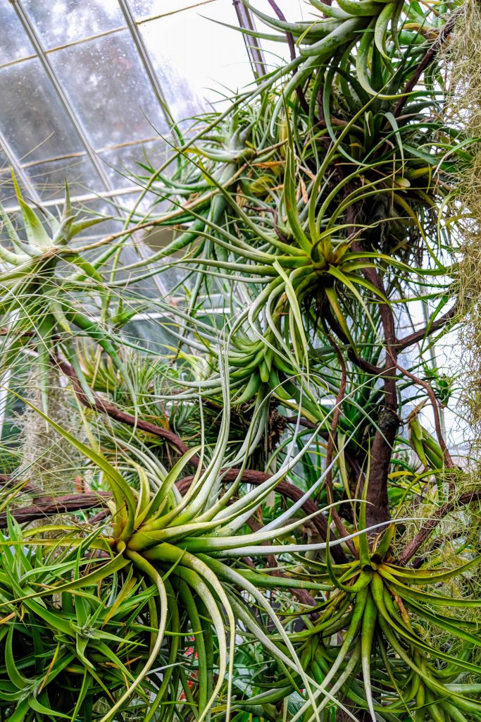 air plant, air plants, greenhouse, greenhouse plants, seattle conservatory, seattle greenhouse, volunteer park conservatory