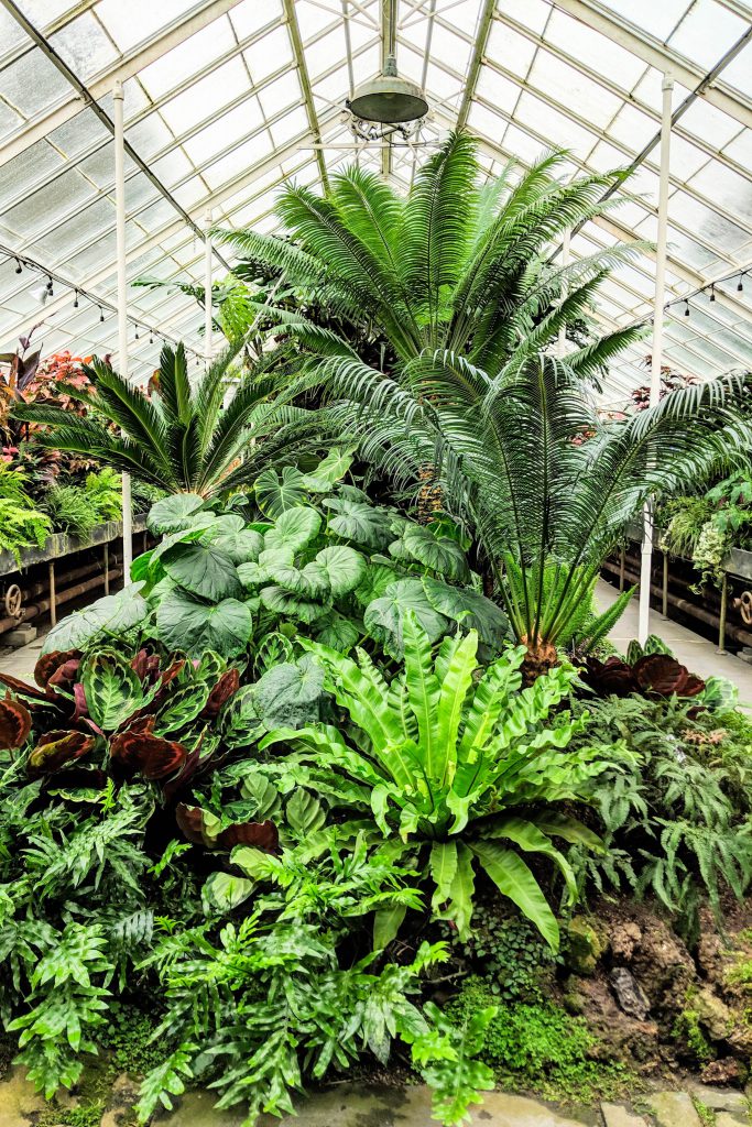 greenhouse, greenhouse plants, seattle conservatory, seattle greenhouse, volunteer park conservatory