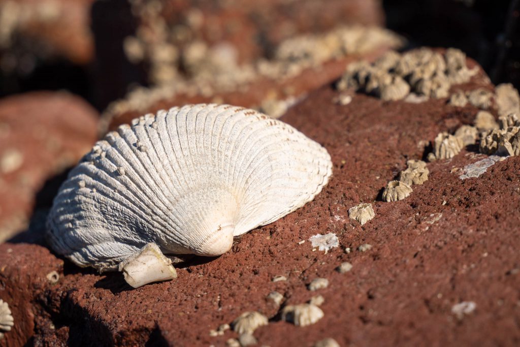 depth of field, sea shell, seashell, shell texture