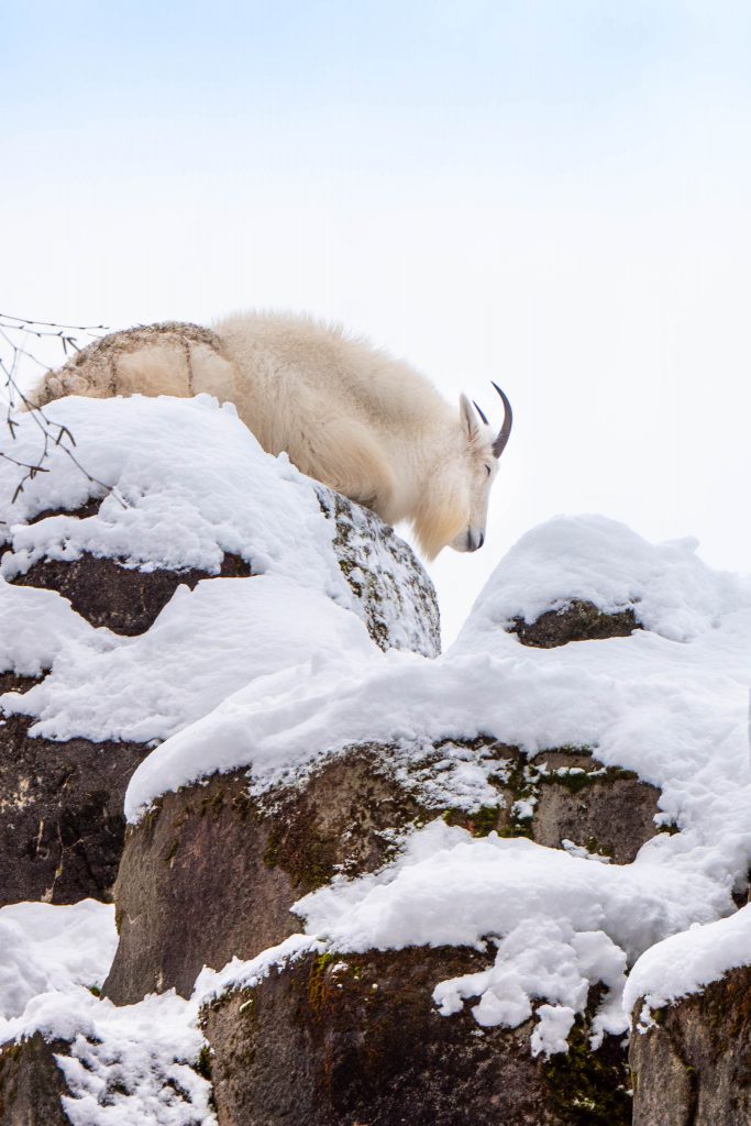 Winter, mountain goat, mountain goats, seattle zoo, woodland park zoo