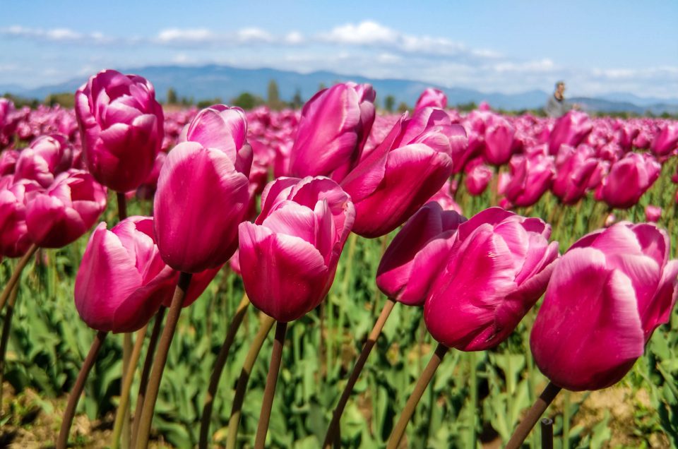 ~ Issue 374: Tulip Time ~