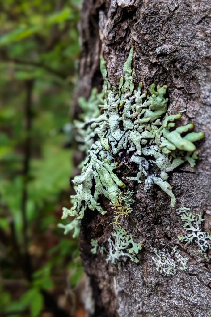 forest tree, lichen
